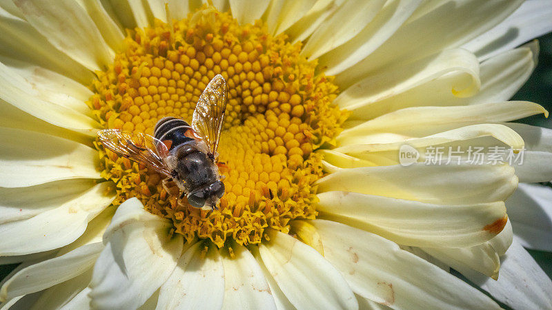 欧洲雄蜂蝇，(arbustorum Eristalis arbustorum)，食蚜蝇科，食蚜蝇亚科，食蚜蝇灌木，食蚜蝇。